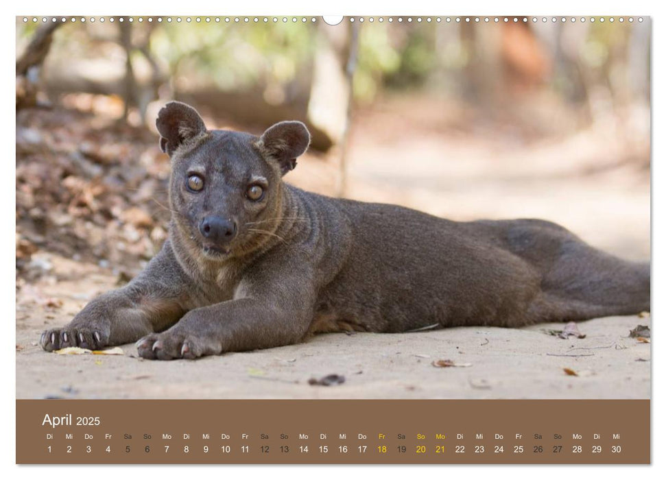 Madagaskars wundersame Tierwelt (CALVENDO Premium Wandkalender 2025)