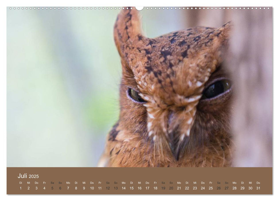 Madagaskars wundersame Tierwelt (CALVENDO Premium Wandkalender 2025)