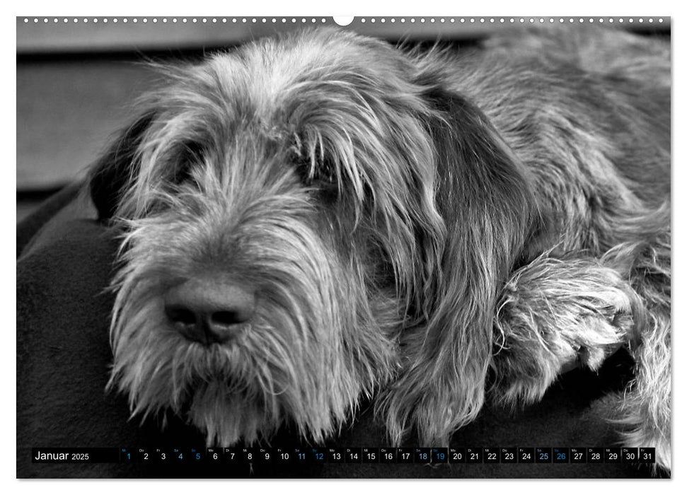 Carissimo Spinone Italiano (CALVENDO Premium Wandkalender 2025)