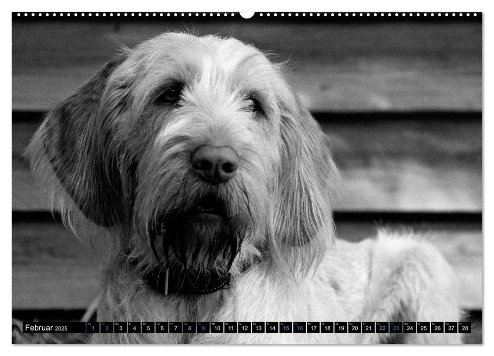 Carissimo Spinone Italiano (CALVENDO Premium Wandkalender 2025)