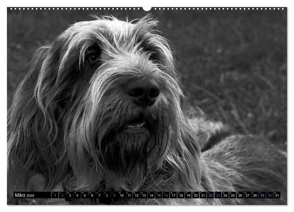 Carissimo Spinone Italiano (CALVENDO Premium Wandkalender 2025)