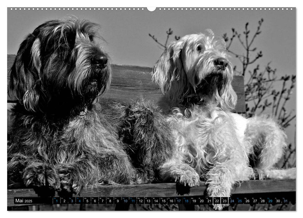 Carissimo Spinone Italiano (CALVENDO Premium Wandkalender 2025)