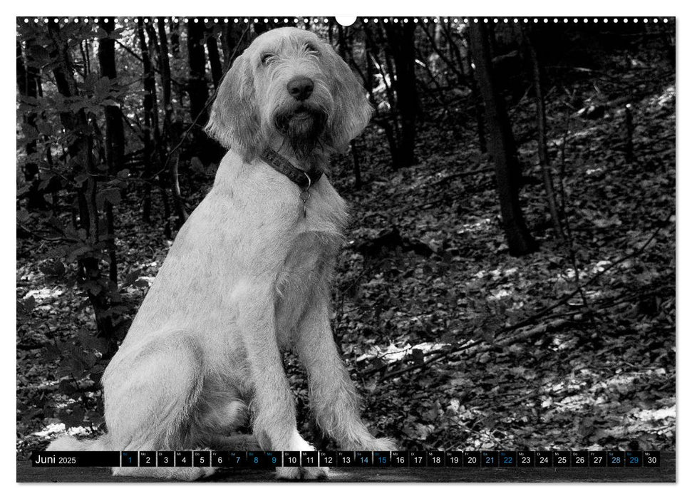 Carissimo Spinone Italiano (CALVENDO Premium Wandkalender 2025)