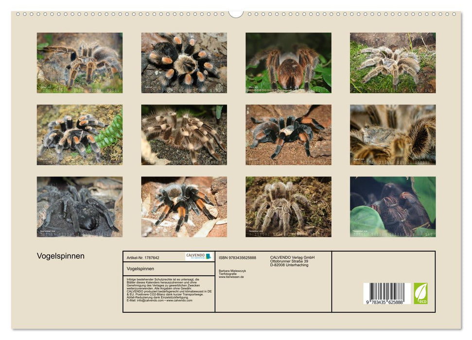 Vogelspinnen (CALVENDO Premium Wandkalender 2025)