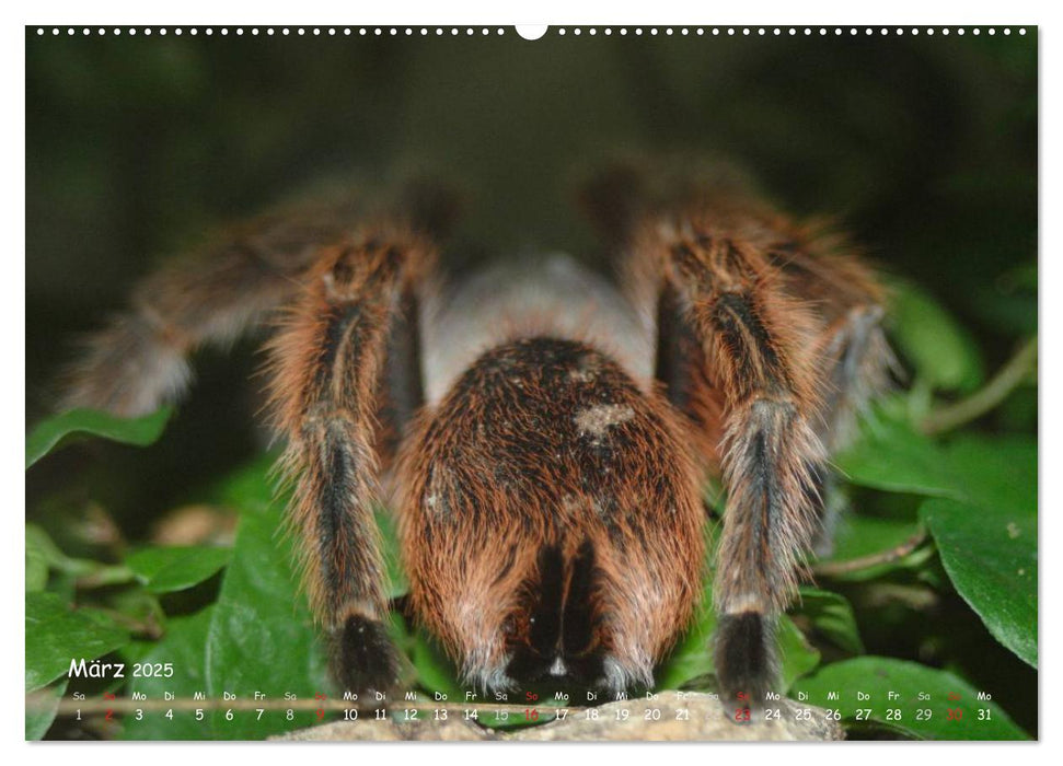 Vogelspinnen (CALVENDO Premium Wandkalender 2025)