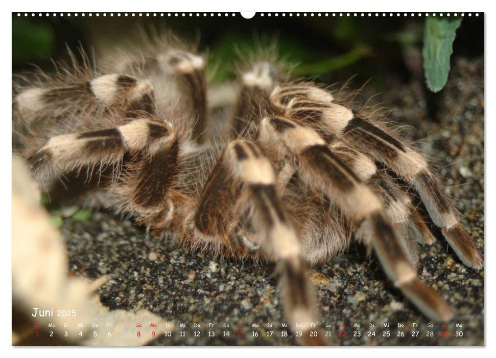 Vogelspinnen (CALVENDO Premium Wandkalender 2025)