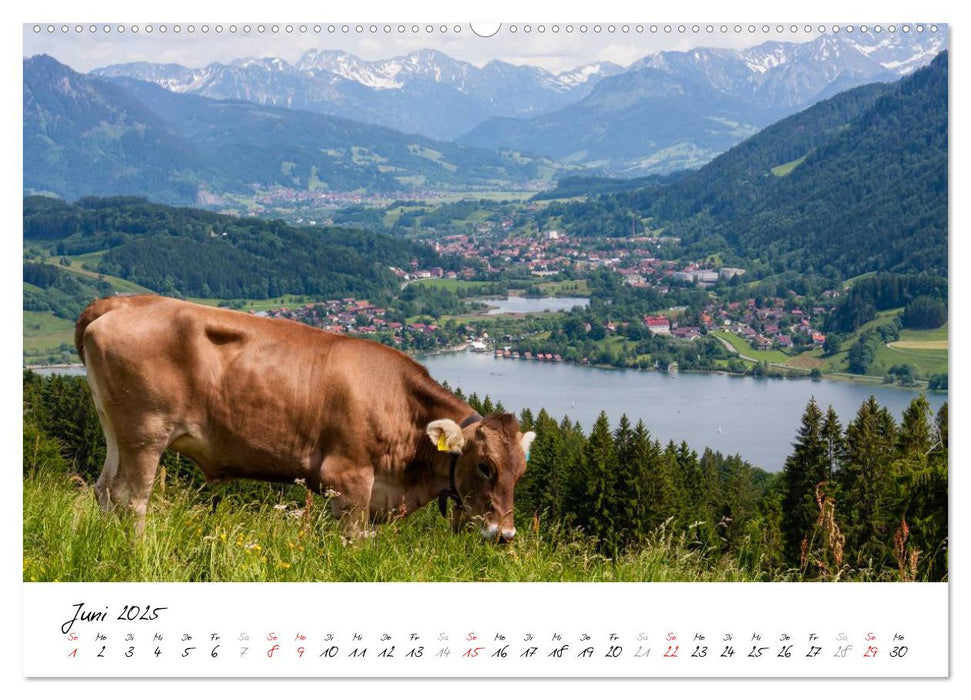 Oberallgäuer Landschaft (CALVENDO Premium Wandkalender 2025)