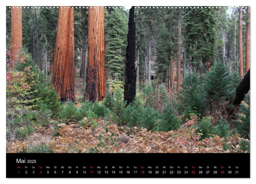 Kalifornien 2025 (CALVENDO Premium Wandkalender 2025)