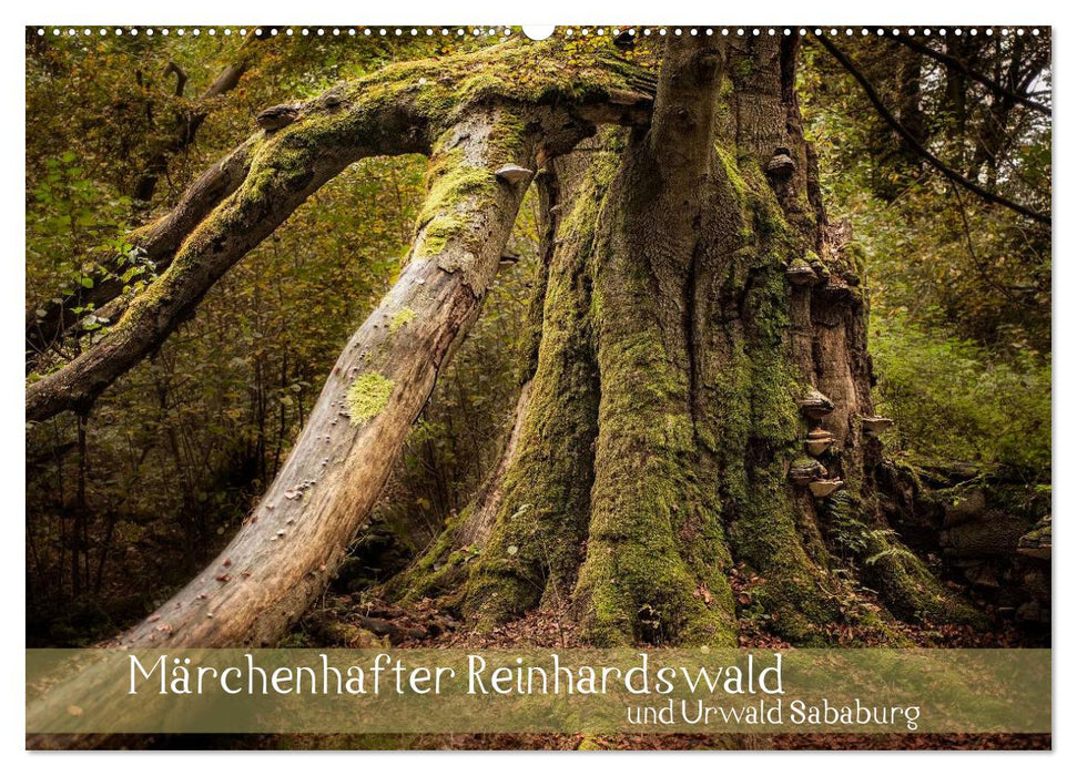 Märchenhafter Reinhardswald und Urwald Sababurg (CALVENDO Wandkalender 2025)