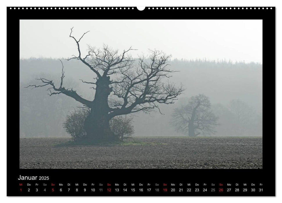 Märchenhafter Reinhardswald und Urwald Sababurg (CALVENDO Wandkalender 2025)