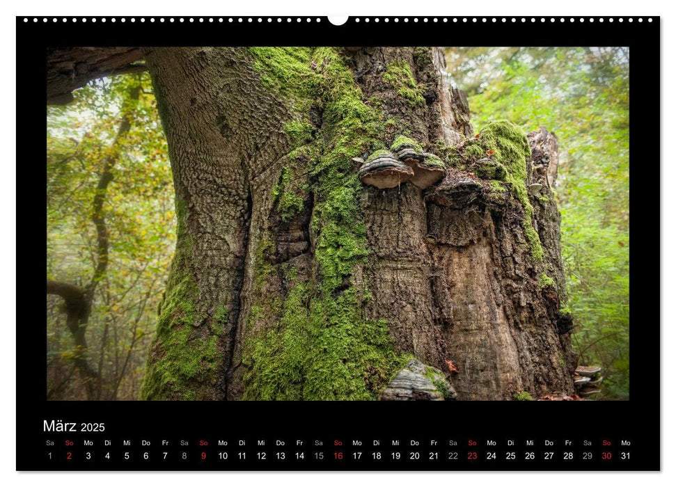 Märchenhafter Reinhardswald und Urwald Sababurg (CALVENDO Wandkalender 2025)