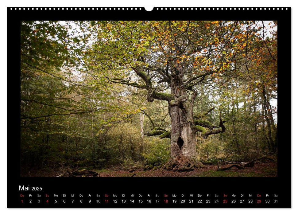 Märchenhafter Reinhardswald und Urwald Sababurg (CALVENDO Wandkalender 2025)