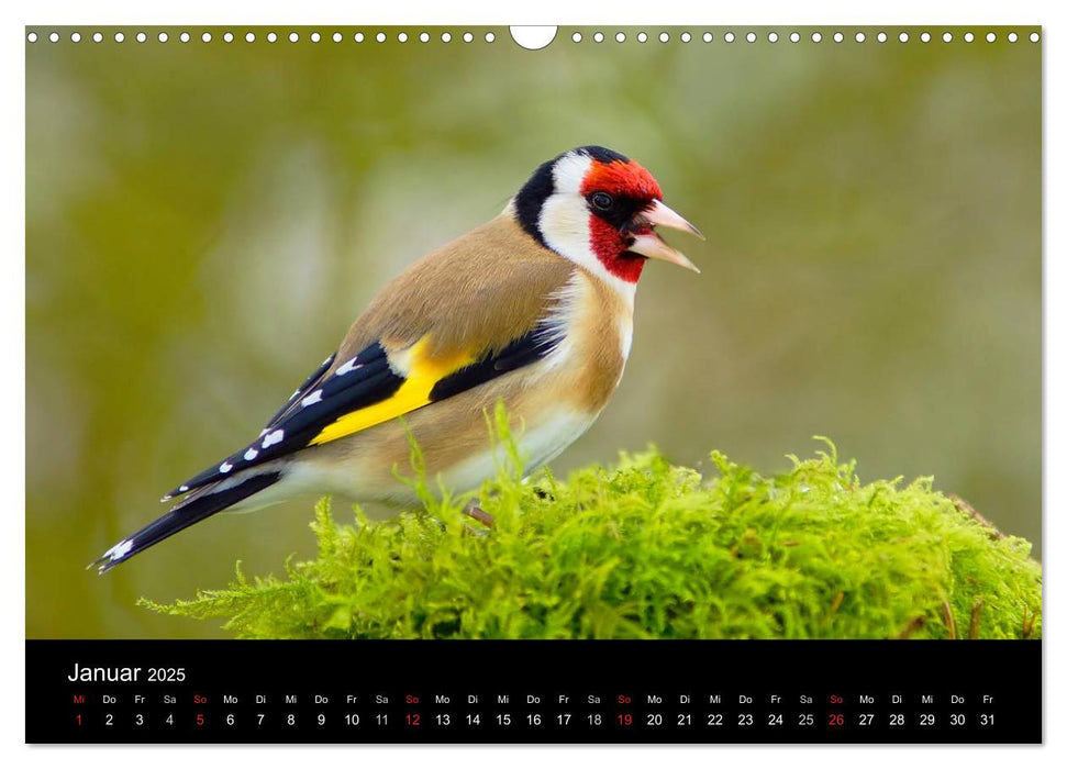 Singvögel in Deutschland (CALVENDO Wandkalender 2025)