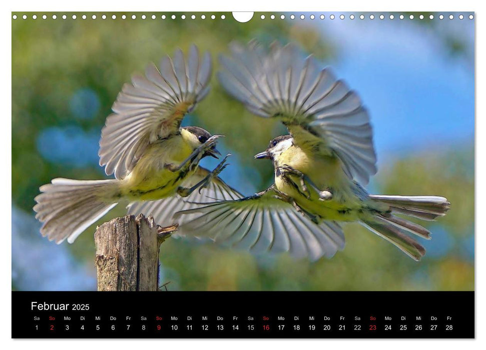 Singvögel in Deutschland (CALVENDO Wandkalender 2025)