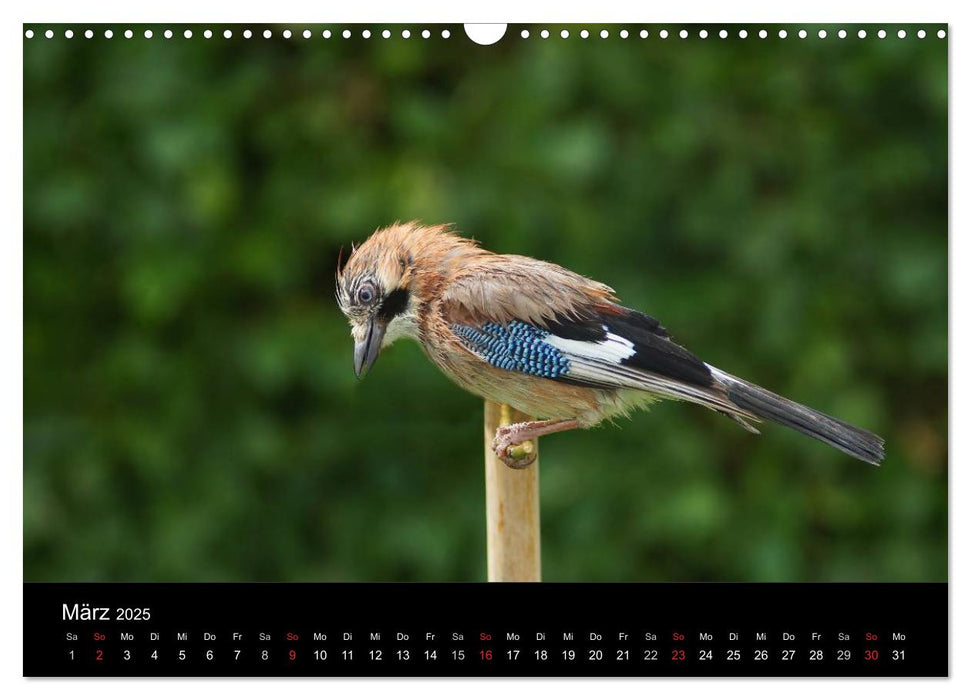 Singvögel in Deutschland (CALVENDO Wandkalender 2025)