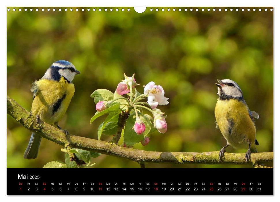 Singvögel in Deutschland (CALVENDO Wandkalender 2025)