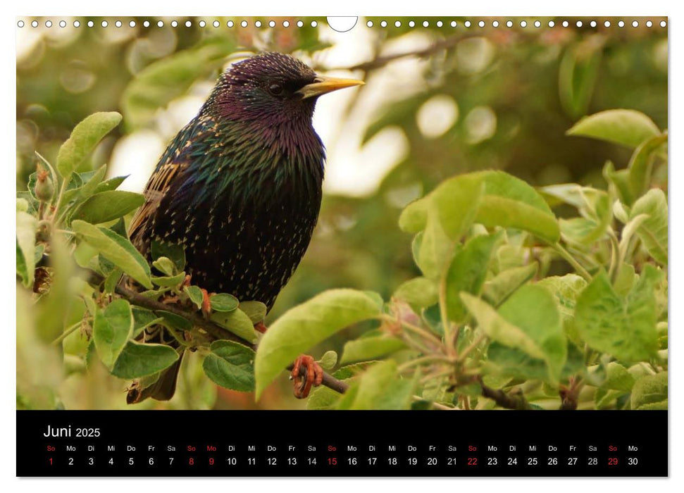 Singvögel in Deutschland (CALVENDO Wandkalender 2025)