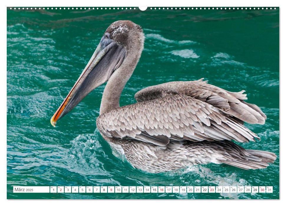 Galapagos. Verzauberte Inseln (CALVENDO Premium Wandkalender 2025)