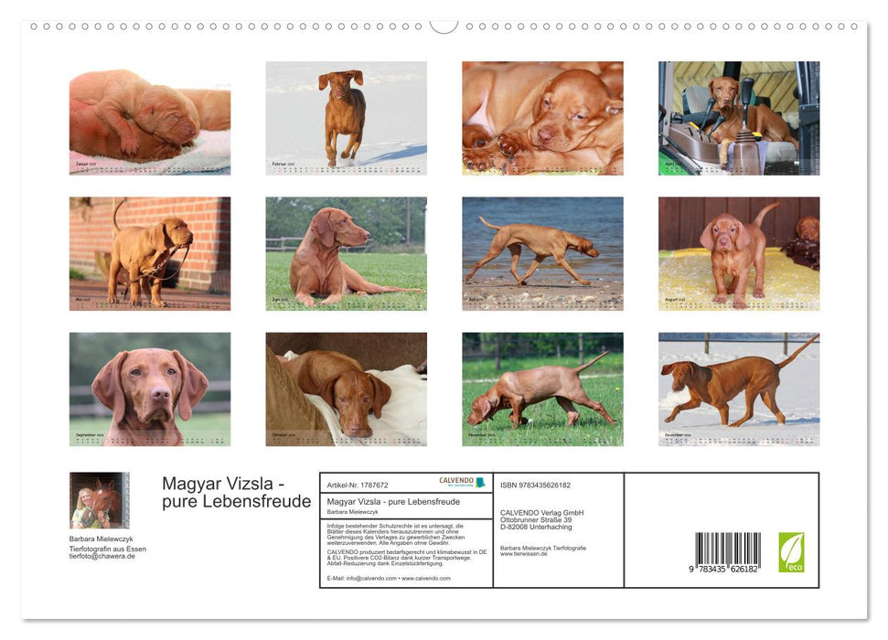 Magyar Vizsla - pure Lebensfreude (CALVENDO Premium Wandkalender 2025)