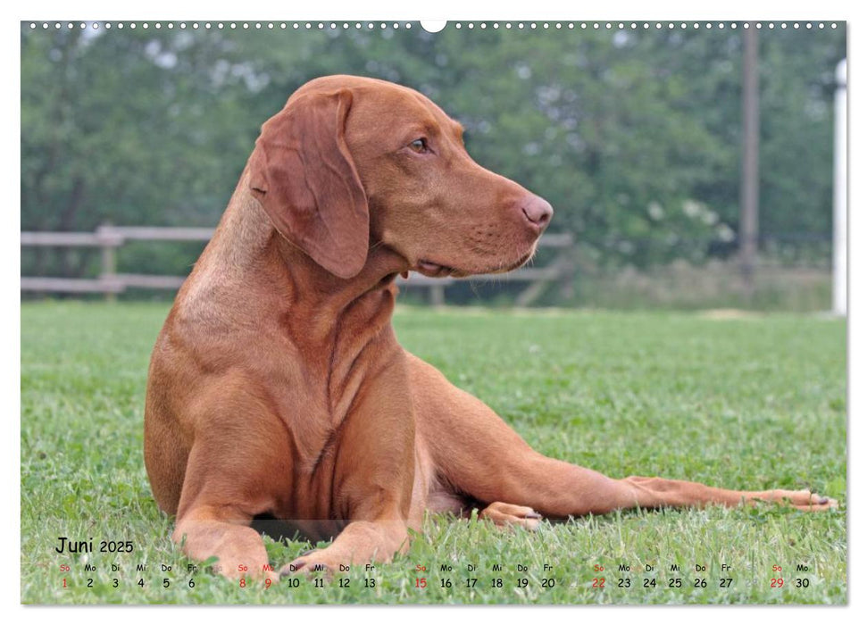 Magyar Vizsla - pure Lebensfreude (CALVENDO Premium Wandkalender 2025)