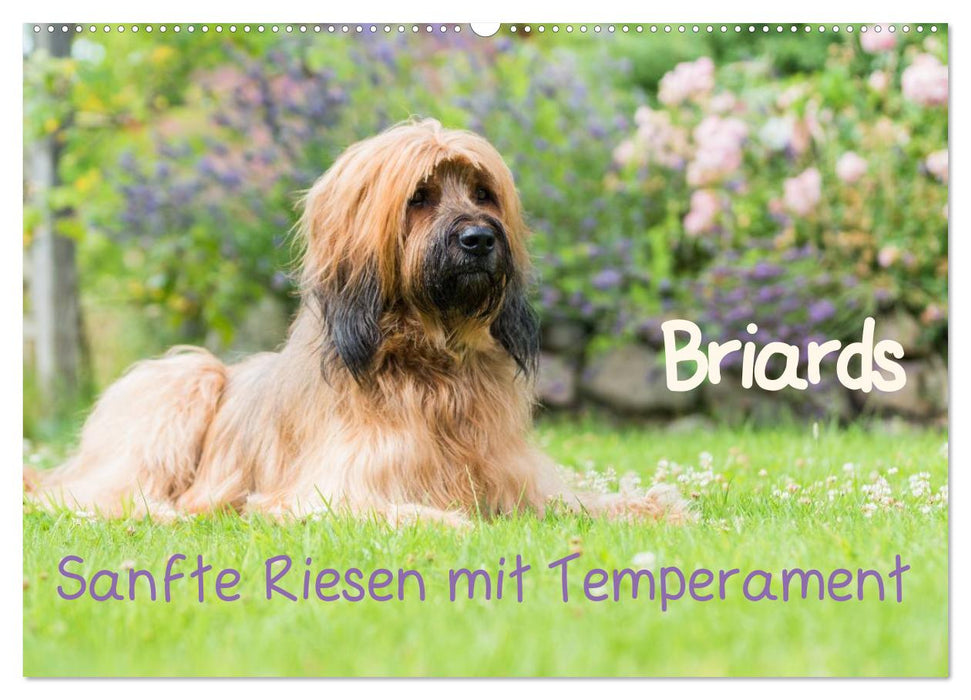 Briards - sanfte Riesen mit Temperament (CALVENDO Wandkalender 2025)