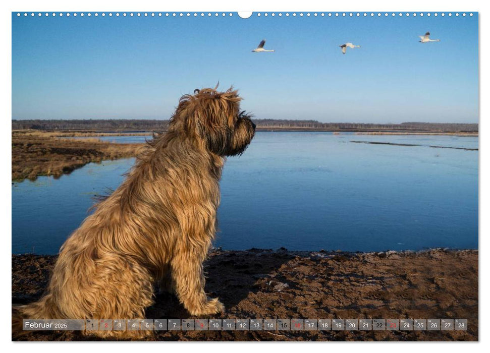 Briards - sanfte Riesen mit Temperament (CALVENDO Wandkalender 2025)