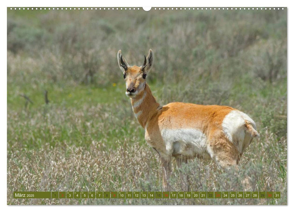 Bär, Wolf und Co - Tiere Nordamerikas (CALVENDO Premium Wandkalender 2025)