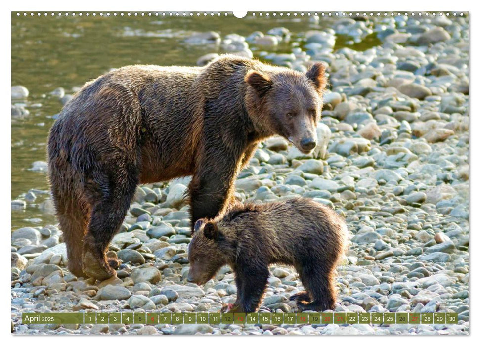 Bär, Wolf und Co - Tiere Nordamerikas (CALVENDO Premium Wandkalender 2025)