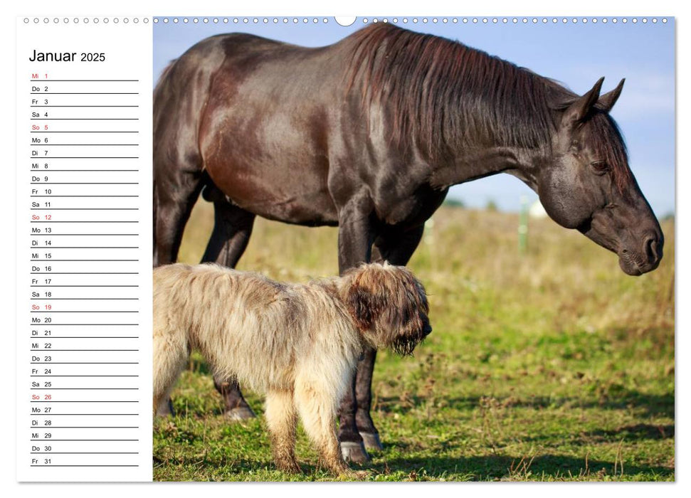 Hund, Fuchs und Co. Reizende Freunde (CALVENDO Premium Wandkalender 2025)