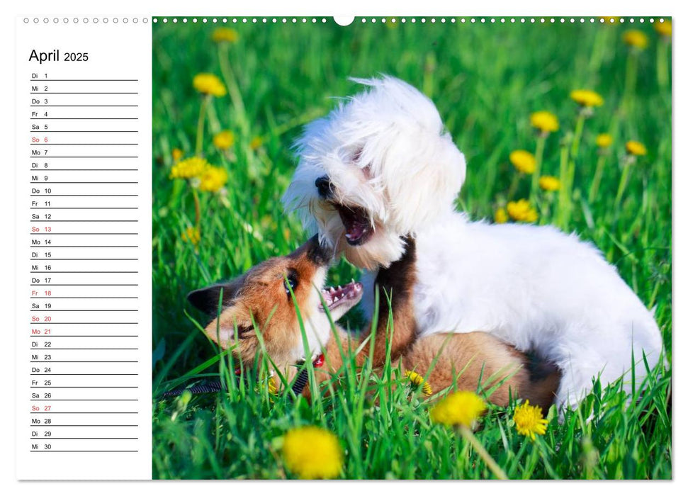 Hund, Fuchs und Co. Reizende Freunde (CALVENDO Premium Wandkalender 2025)