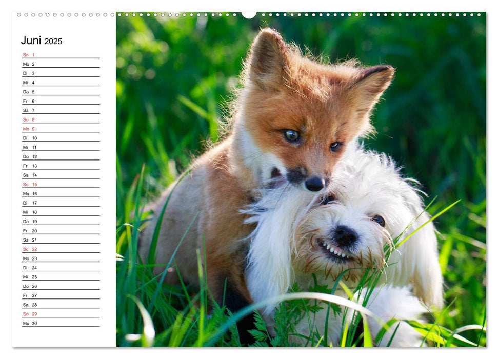 Hund, Fuchs und Co. Reizende Freunde (CALVENDO Premium Wandkalender 2025)