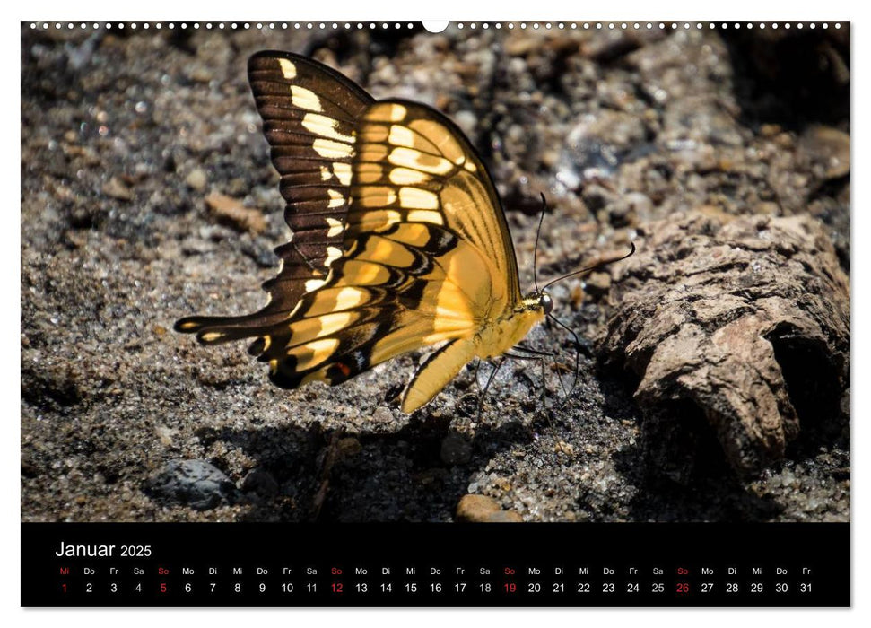 Costa Rica. Faszinierende Tierwelt (CALVENDO Premium Wandkalender 2025)