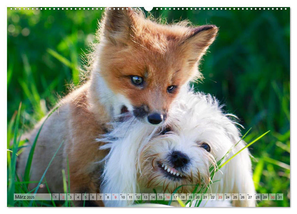 Beste Freunde - Bezaubernde Tierfreundschaften (CALVENDO Premium Wandkalender 2025)