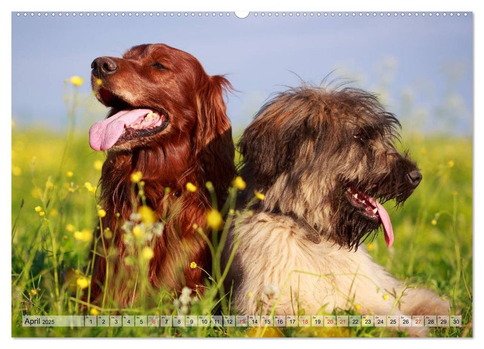 Beste Freunde - Bezaubernde Tierfreundschaften (CALVENDO Premium Wandkalender 2025)