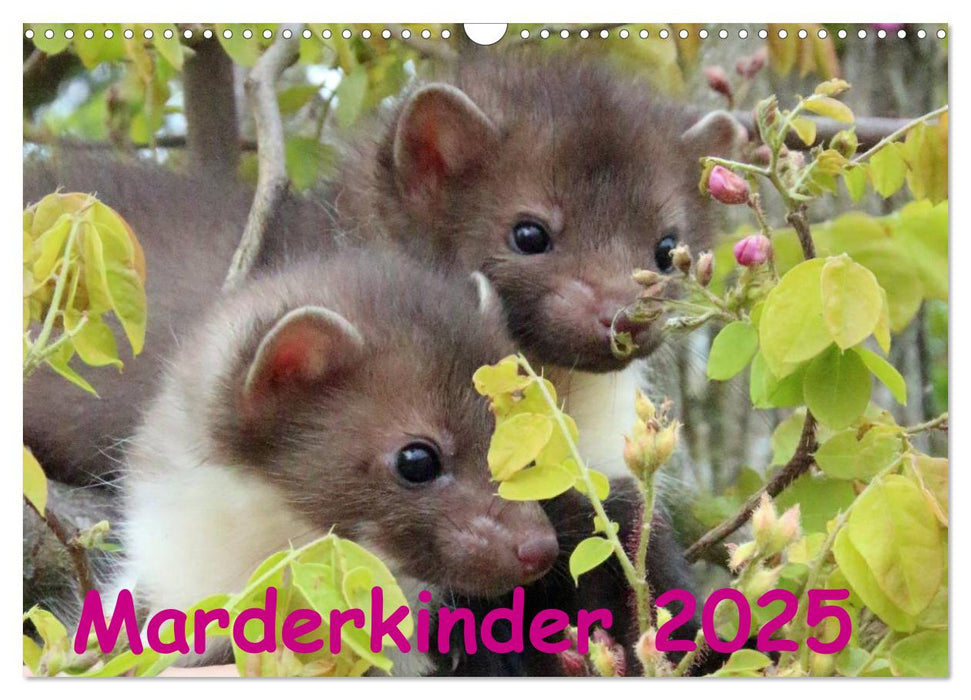 Marderkinder (CALVENDO Wandkalender 2025)