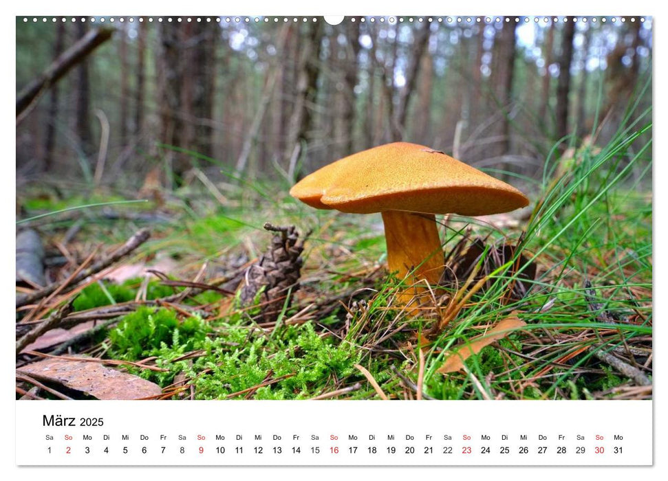 Heimische Pilze (CALVENDO Premium Wandkalender 2025)