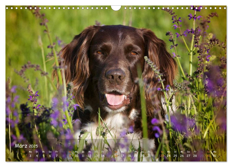 Jagdhunde - Treue Waidgesellen (CALVENDO Wandkalender 2025)