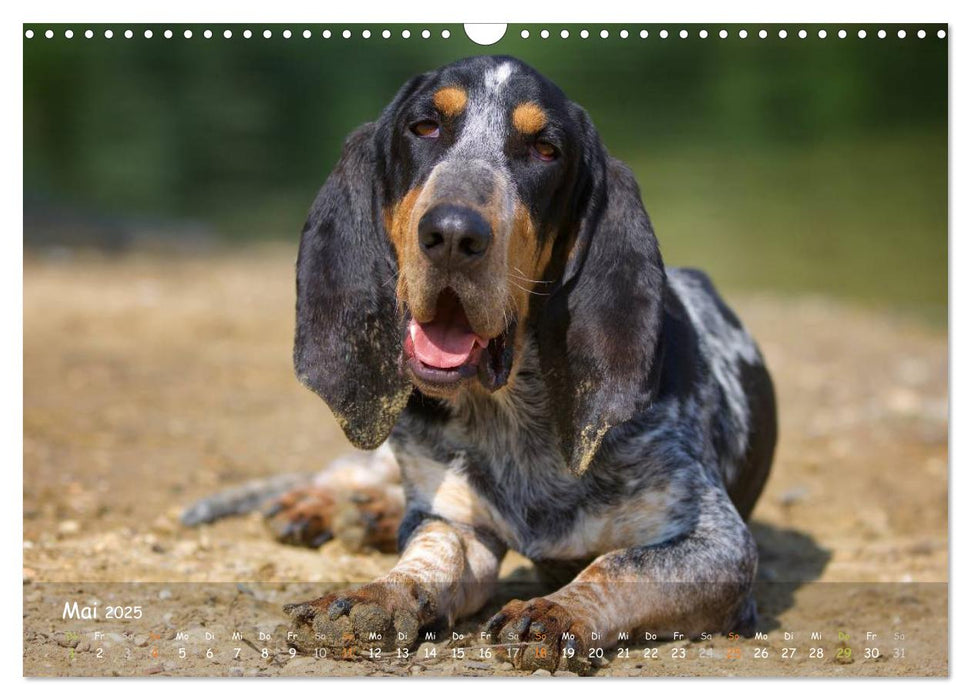 Jagdhunde - Treue Waidgesellen (CALVENDO Wandkalender 2025)