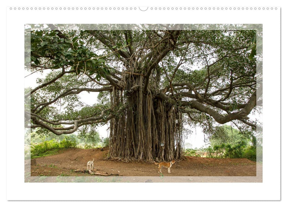 Kerala - Impressionen aus Südindien (CALVENDO Premium Wandkalender 2025)