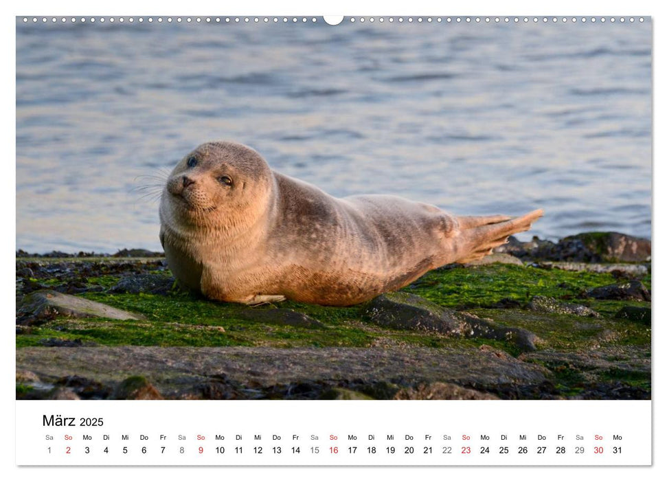 Maritime Impressionen Wilhelmshaven (CALVENDO Premium Wandkalender 2025)