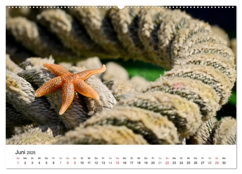 Maritime Impressionen Wilhelmshaven (CALVENDO Premium Wandkalender 2025)