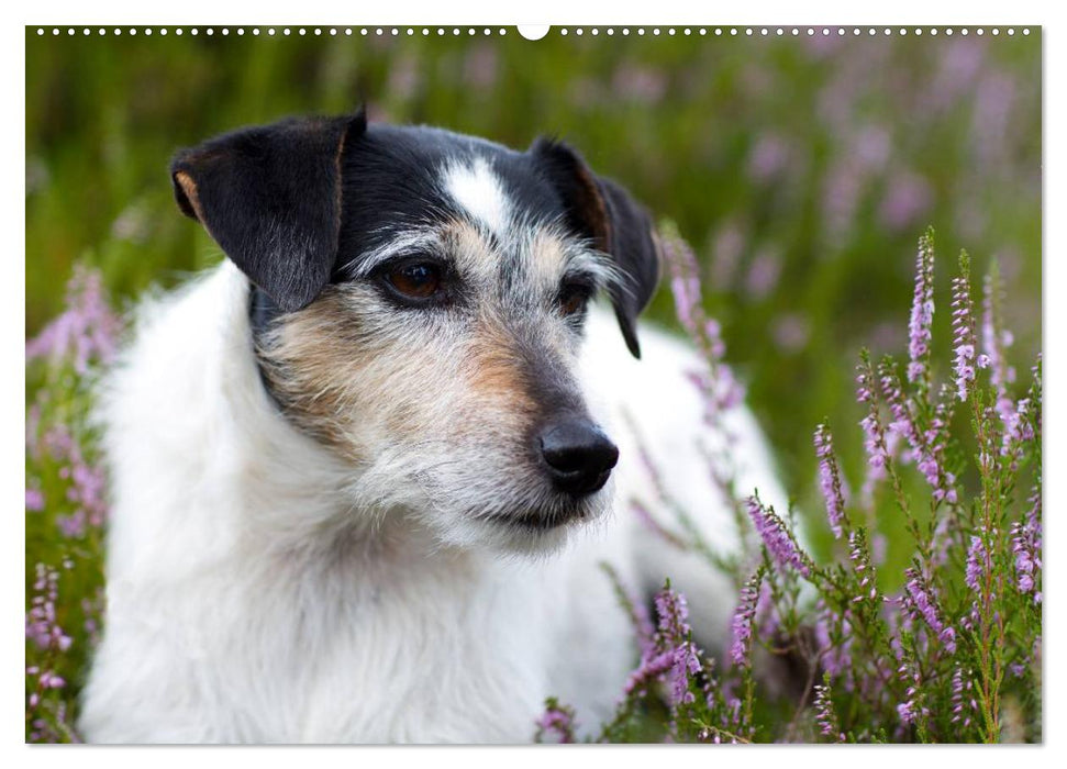 Faszination Terrier (CALVENDO Premium Wandkalender 2025)