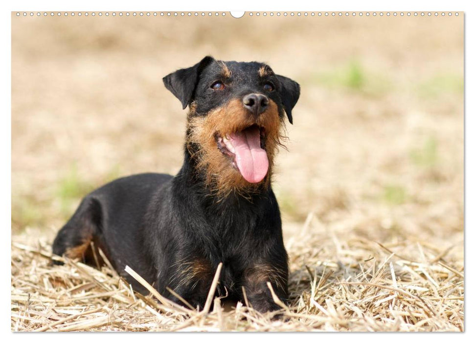 Faszination Terrier (CALVENDO Premium Wandkalender 2025)