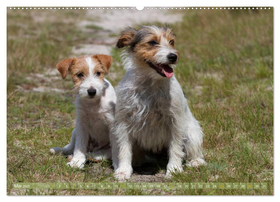 Faszination Terrier (CALVENDO Premium Wandkalender 2025)