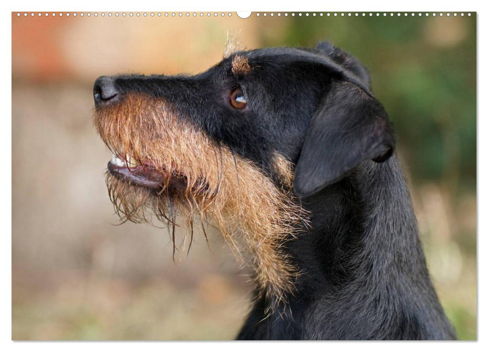 Faszination Terrier (CALVENDO Premium Wandkalender 2025)