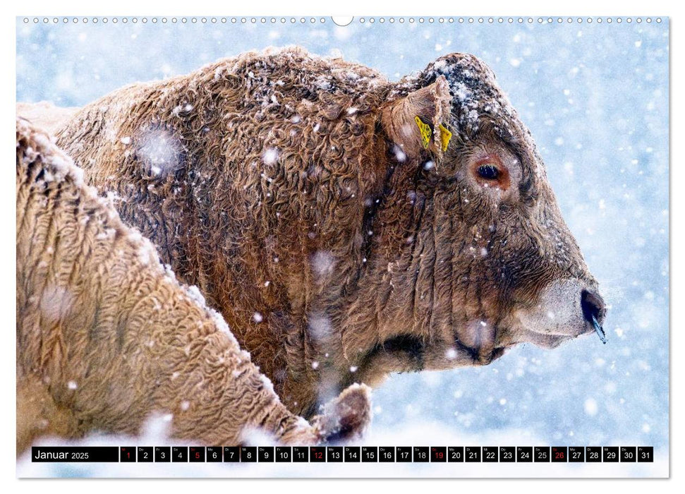 Kuh und Co. (CALVENDO Wandkalender 2025)