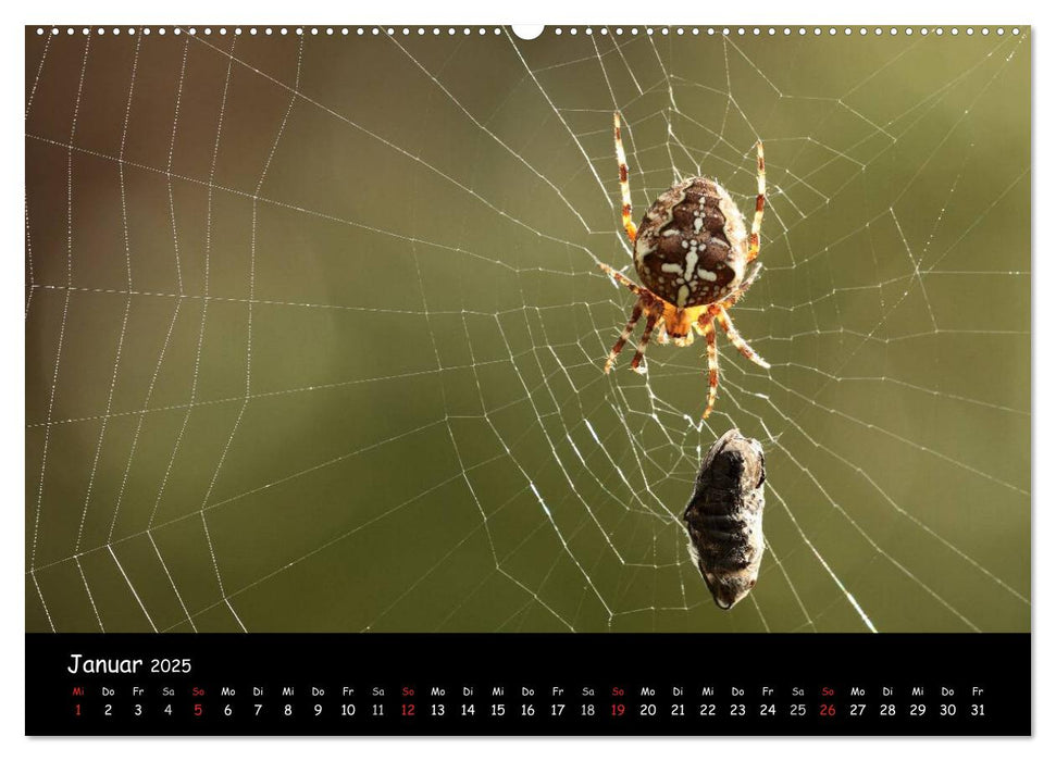 Heimische Spinnen (CALVENDO Wandkalender 2025)