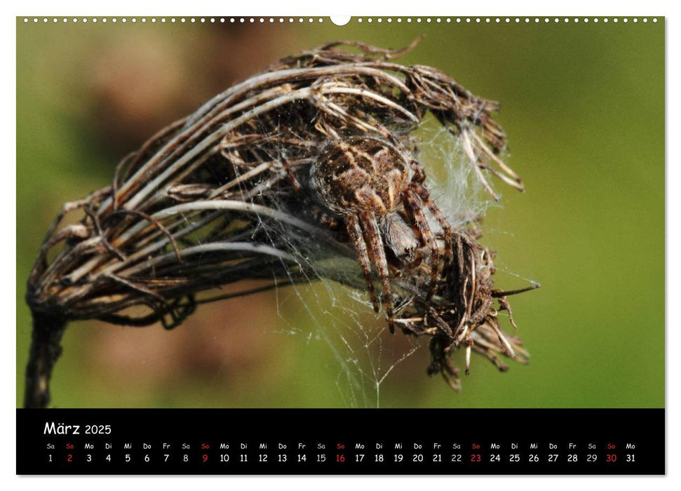 Heimische Spinnen (CALVENDO Wandkalender 2025)