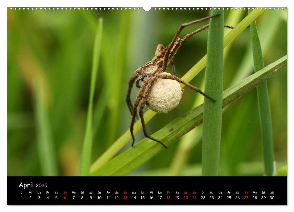 Heimische Spinnen (CALVENDO Wandkalender 2025)