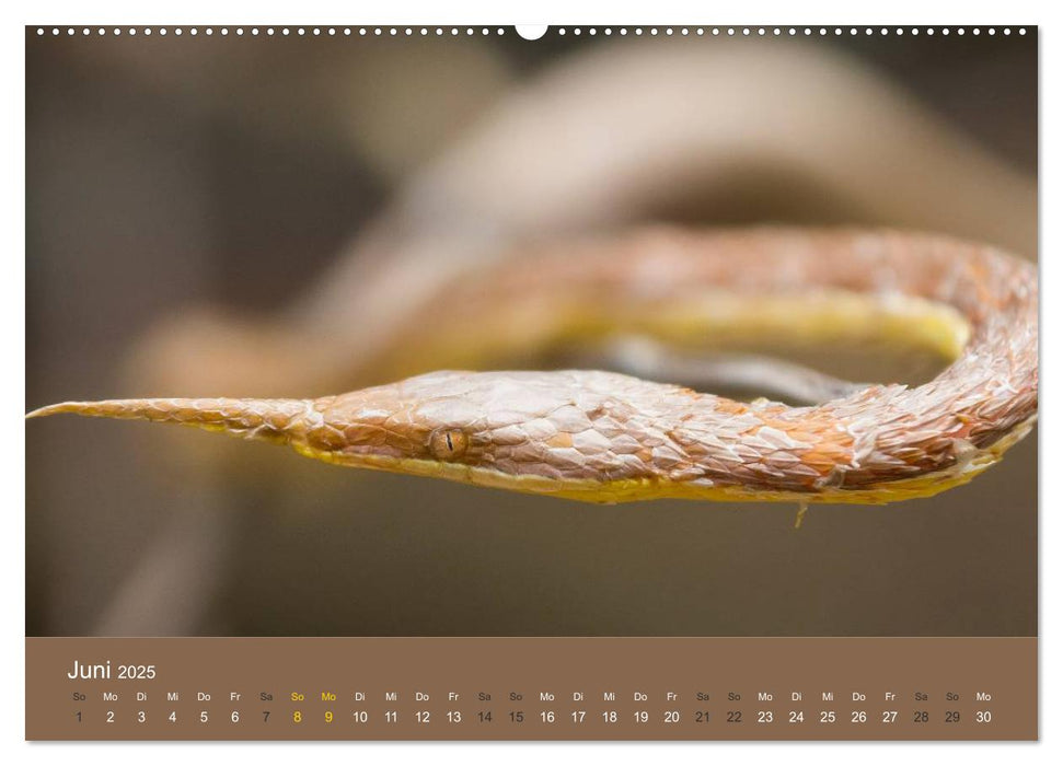 Madagaskars wundersame Tierwelt (CALVENDO Wandkalender 2025)